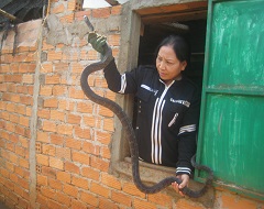 Chị Dung đã thoát nghèo nhờ nuôi rắn hổ trâu.