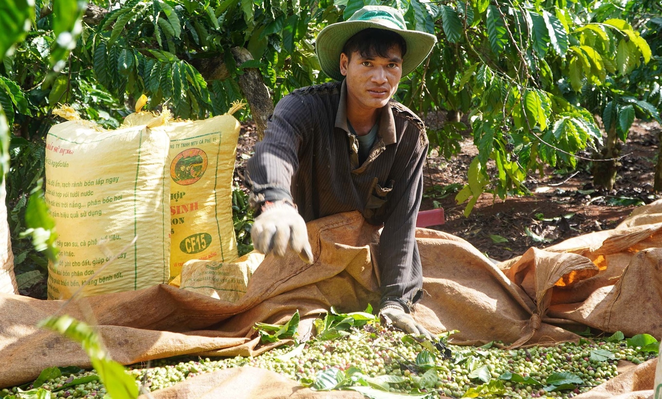 Người dân Gia Lai thu hoạch cà phê. Ảnh: Đức Hoa