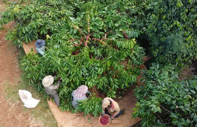 Cây cà phê chiếm vị thế “số 1” trong cơ cấu sản xuất nông nghiệp của Đắk Lắk